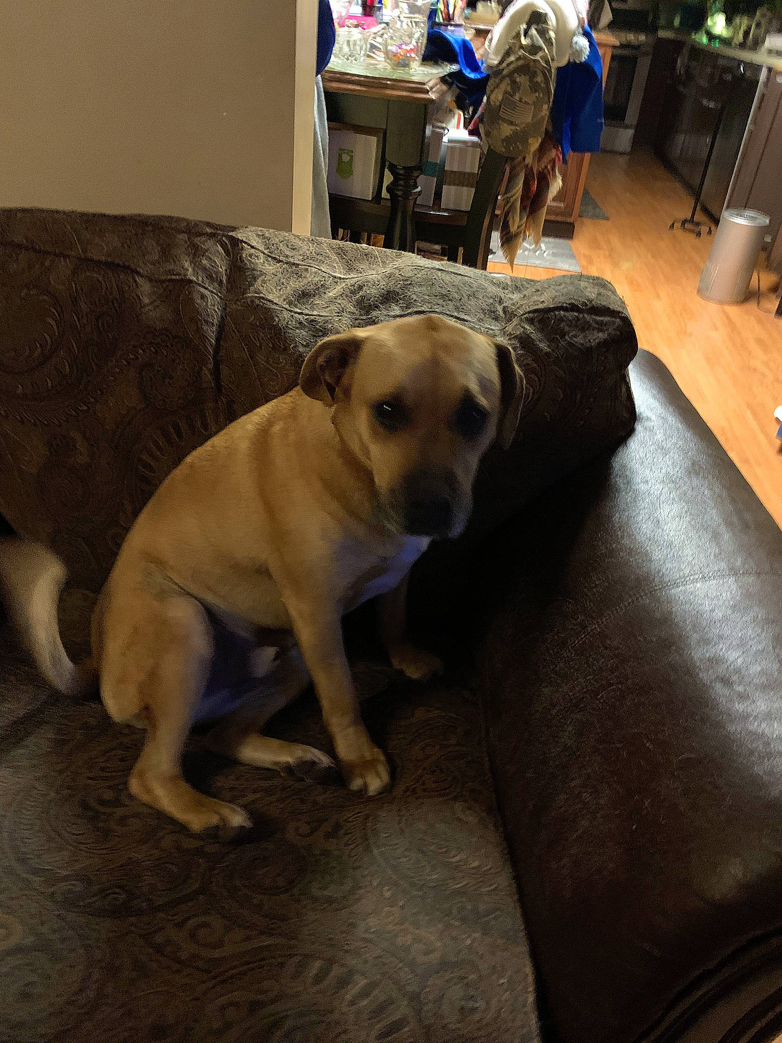 Scooby is registered to the contest to win money with this photo: carnivore, chair, collar, comfort, companion_dog, couch, dog, dog_breed, fawn, floor, flooring, furniture, hardwood, pet_supply, retriever, snout, sporting_group, tail, wood, working_animal
