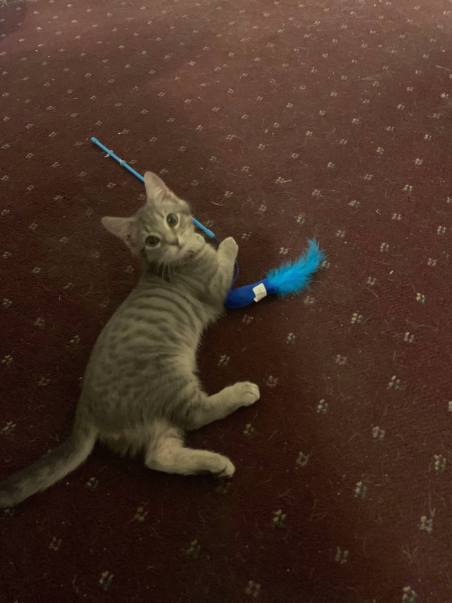 Grey Grey is registered to the contest to win money with this photo: art, asphalt, carnivore, cat, darkness, electric_blue, fawn, felidae, fur, gesture, grass, paw, road_surface, shadow, small_to_medium_sized_cats, snout, tail, toy, whiskers, wood