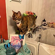 Sassy is registered to the contest to win money with this photo: abyssinian, animal, basin, bathing, bathtub, brush, cat, device, indoors, interiordesign, kitten, laundry, manx, person, pet, sink, sinkfaucet, tap, tool, tub