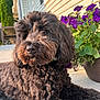 Oliver joined the competition — help win amazing prizes! animal, black_dog, canine, close_up, curly_fur, cute, daylight, dog, domestic_animal, flower_pot, fur, garden, nature, outdoor, pet, porch, purple_flowers, relaxing, summer, sunlight