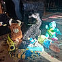 Oliver joined the competition — help win amazing prizes! animal, black_dog, carpet, cozy, decor, dog, furniture, home, indoor, living_room, pet, playful, plush_toys, rope_toy, rug, stuffed_animals, sunlight, toy_bull, toy_dragon, toy_ice_cream