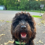 Oliver joined the competition — help win amazing prizes! animal, black_dog, canine, closeup, collar, dog, fluffy, friendly, happy, leaves, nature, outdoor, pavement, pet, playful, smiling, summer, sunlight, tongue, trees