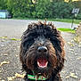 animal, black_dog, canine, closeup, collar, dog, fluffy, friendly, happy, leaves, nature, outdoor, pavement, pet, playful, smiling, summer, sunlight, tongue, trees