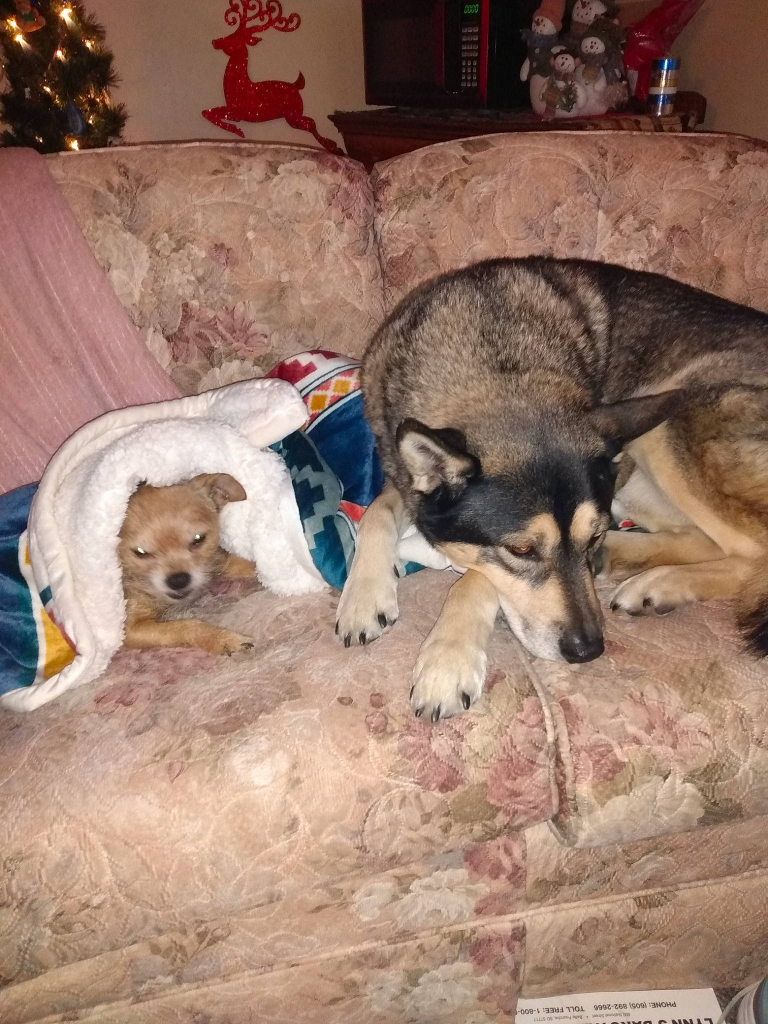 Blue is registered to the contest to win money with this photo: canidae, carnivore, comfort, companion_dog, couch, dog, dog_breed, dog_supply, event, fawn, fur, holiday, living_room, room, sporting_group, terrestrial_animal, tree, working_animal, working_dog