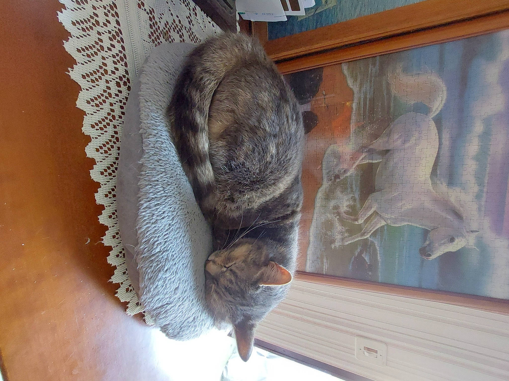 Titite a rejoint le concours — aidez-le/la à gagner de superbes lots ! carnivore, cat, claw, domestic_short_haired_cat, felidae, fur, grey, hardwood, room, small_to_medium_sized_cats, tail, whiskers, window, wood, wood_stain