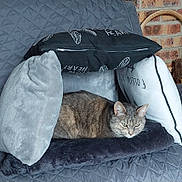 Titite a rejoint le concours — aidez-le/la à gagner de superbes lots ! animal, blanket, cat, comfort, cozy, cushion, cute, fabric, feline, fort, furniture, home, indoor, pet, pillow, quilt, relaxation, resting, soft_texture, tabby_cat