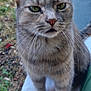 animal, blurred_background, cat, close_up, curious, daylight, domestic_animal, ears, feline, fur, grass, green_eyes, mammal, nature, nose, outdoor, paws, pet, tabby_cat, whiskers