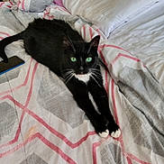 Romeo joined the competition — help win amazing prizes! cat, black_cat, white_paws, green_eyes, bed, blanket, stretching, indoor, pet, feline, cozy, resting, bedding, striped_blanket, fur, whiskers, cute, domestic_animal, animal, relaxed