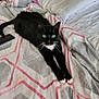 cat, black_cat, white_paws, green_eyes, bed, blanket, stretching, indoor, pet, feline, cozy, resting, bedding, striped_blanket, fur, whiskers, cute, domestic_animal, animal, relaxed