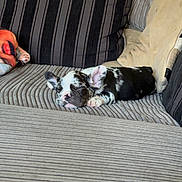 Buddy is registered to the contest to win money with this photo: puppy, dog, sleeping, couch, striped_cushion, blanket, indoor, pet, resting, cozy, fur, black_and_white, small, cute, relaxation, home, domestic, animal, comfort, nap