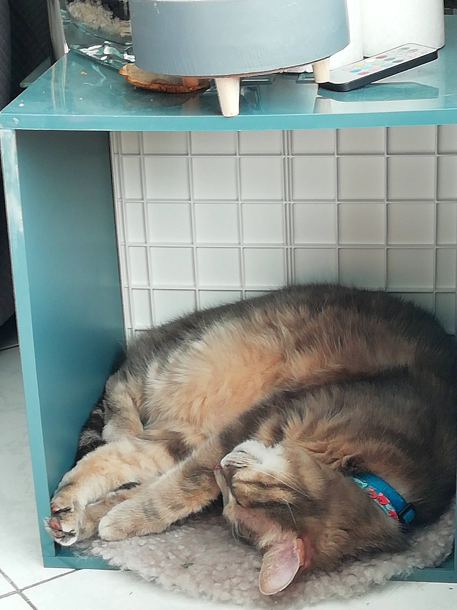 Grigri participe au concours pour gagner de l'argent avec cette photo : cabinetry, canidae, carnivore, cat, comfort, companion_dog, dog_breed, domestic_short_haired_cat, fawn, felidae, floor, flooring, fur, gas, pet_supply, small_to_medium_sized_cats, snout, sporting_group, tail, whiskers