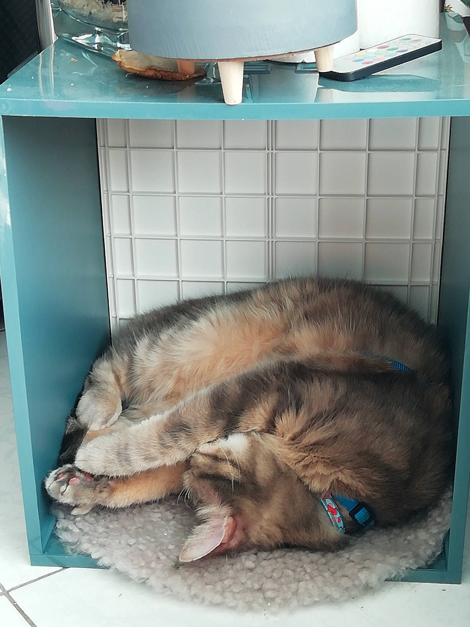 Grigri participe au concours pour gagner de l'argent avec cette photo : cabinetry, canidae, carnivore, comfort, companion_dog, dog_breed, domestic_short_haired_cat, fawn, felidae, flooring, fur, gas, major_appliance, pet_supply, room, small_to_medium_sized_cats, snout, sporting_group, tail, whiskers