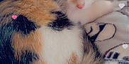Sammi is registered to the contest to win money with this photo: cat, kitten, calico, fur, animal, pet, blanket, cozy, cute, heart, soft, resting, indoor, sleepy, feline, domestic_animal, small, whiskers, ears, tail