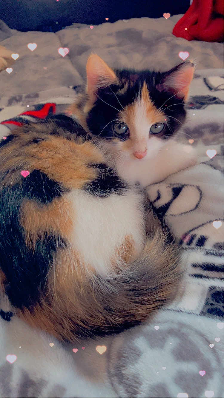 Sammi