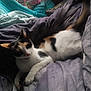 Sammi is registered to the contest to win money with this photo: calico_cat, cat, pet, animal, feline, indoor, blanket, purple, knitted_throw, cozy, resting, fur, whiskers, paw, tail, soft_texture, bed, relaxed, domestic, cute