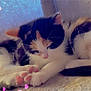 Sammi is registered to the contest to win money with this photo: kitten, cat, calico, sleeping, cute, pet, feline, fur, whiskers, paw, tail, indoor, cozy, resting, adorable, animal, soft, closeup, pink, blue