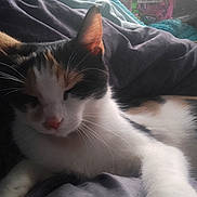 Sammi is registered to the contest to win money with this photo: cat, calico, sleeping, whiskers, fur, pet, animal, indoor, blanket, resting, soft, closeup, cute, feline, relaxed, paw, nose, ear, comfort, cozy