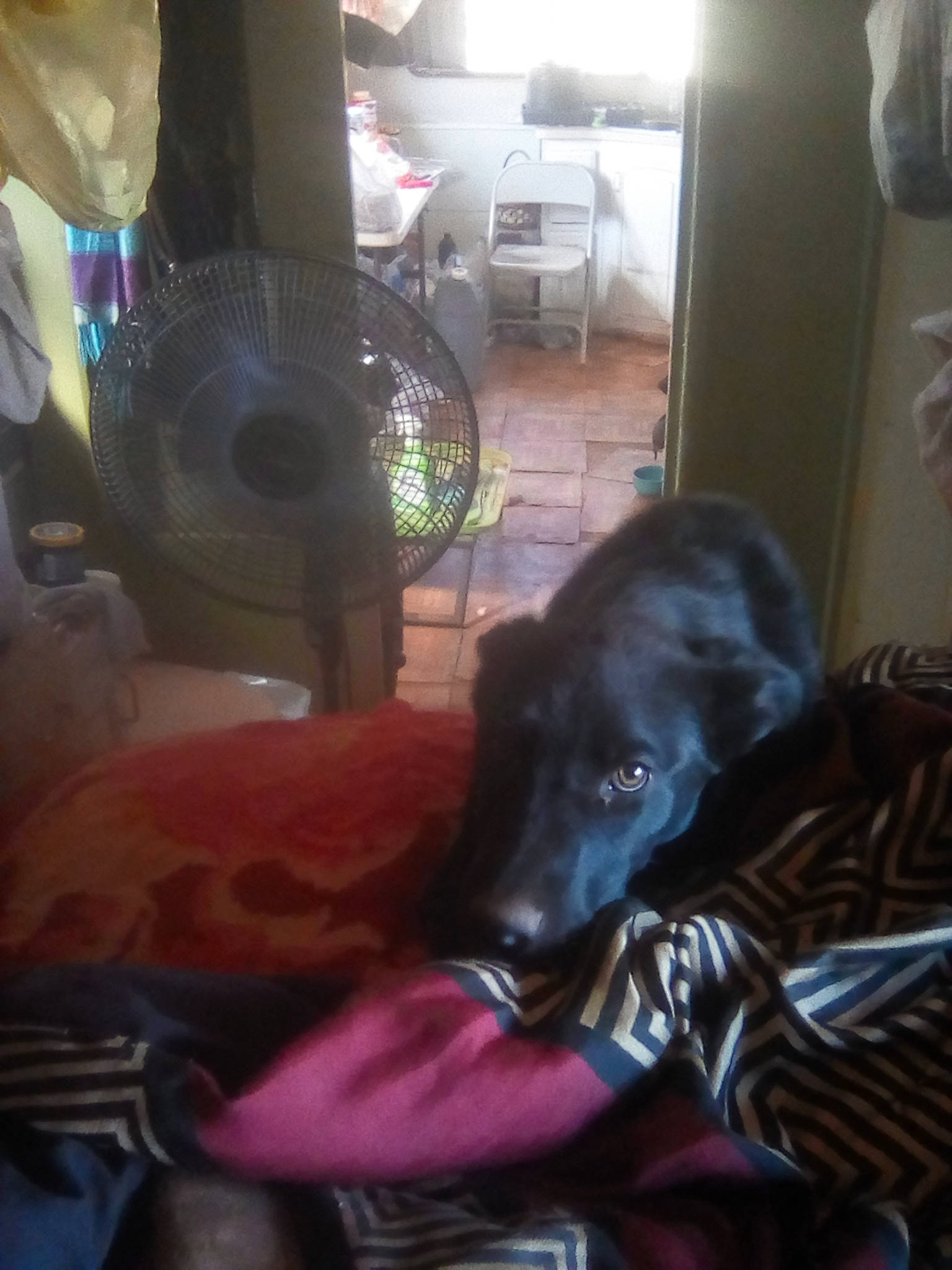 Trinty joined the competition — help win amazing prizes! borador, carnivore, comfort, companion_dog, dog, dog_breed, flooring, fur, guard_dog, light, nap, room, snout, sporting_group, tints_and_shades, tire, wheel, whiskers, window, working_animal