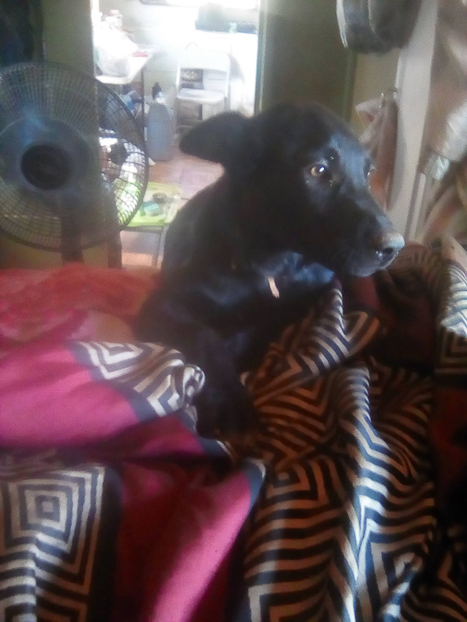 Trinty is registered to the contest to win money with this photo: canidae, carnivore, comfort, companion_dog, dog, dog_breed, felidae, flooring, fun, fur, guard_dog, linens, room, schipperke, small_to_medium_sized_cats, tire, toy_dog, wheel, whiskers, working_animal