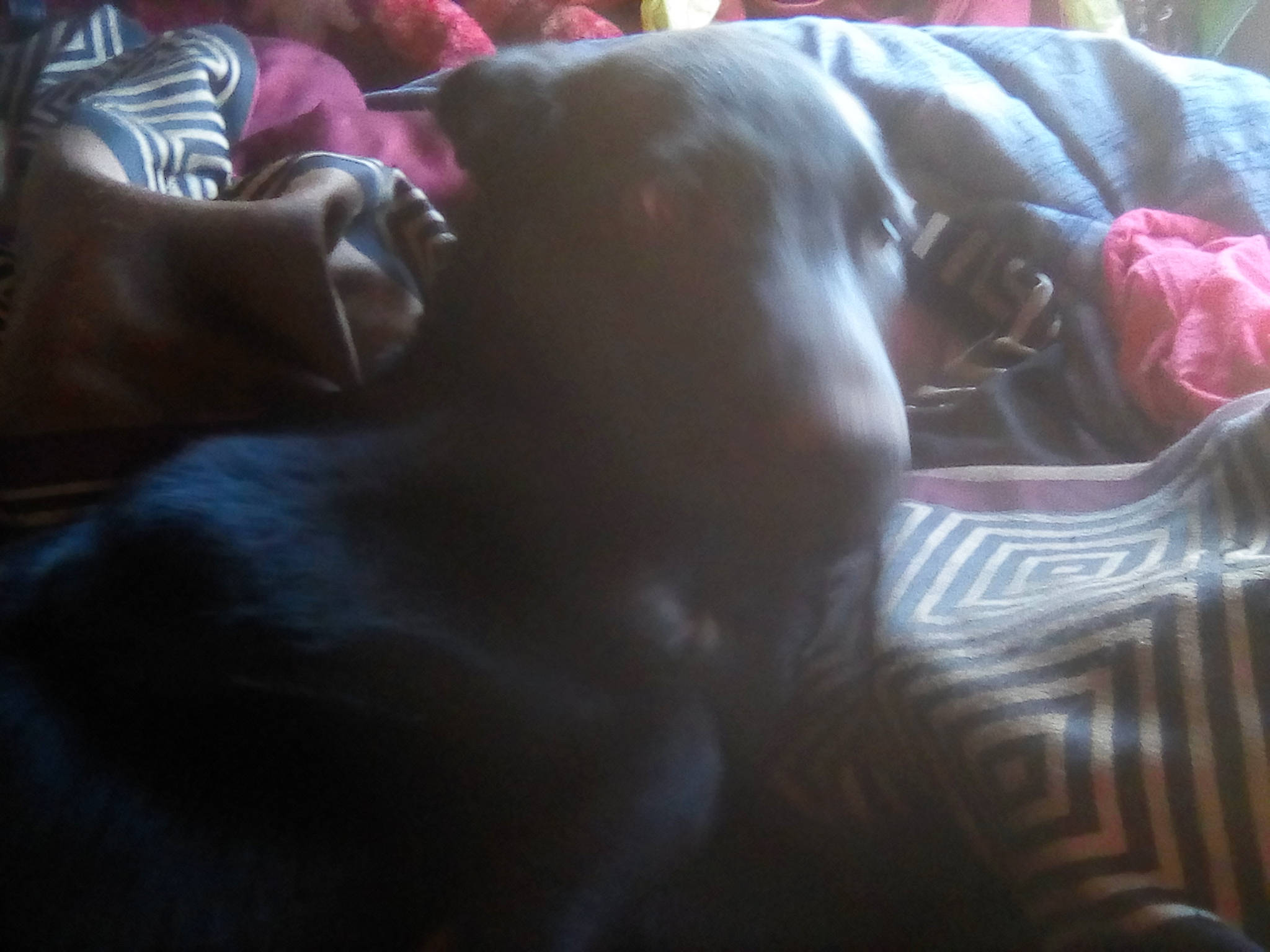 Trinty is registered to the contest to win money with this photo: barechested, canidae, carmine, chest, comfort, companion_dog, darkness, dog, dog_breed, fawn, flesh, fur, human_leg, linens, magenta, petal, purple, snout, sporting_group, trunk