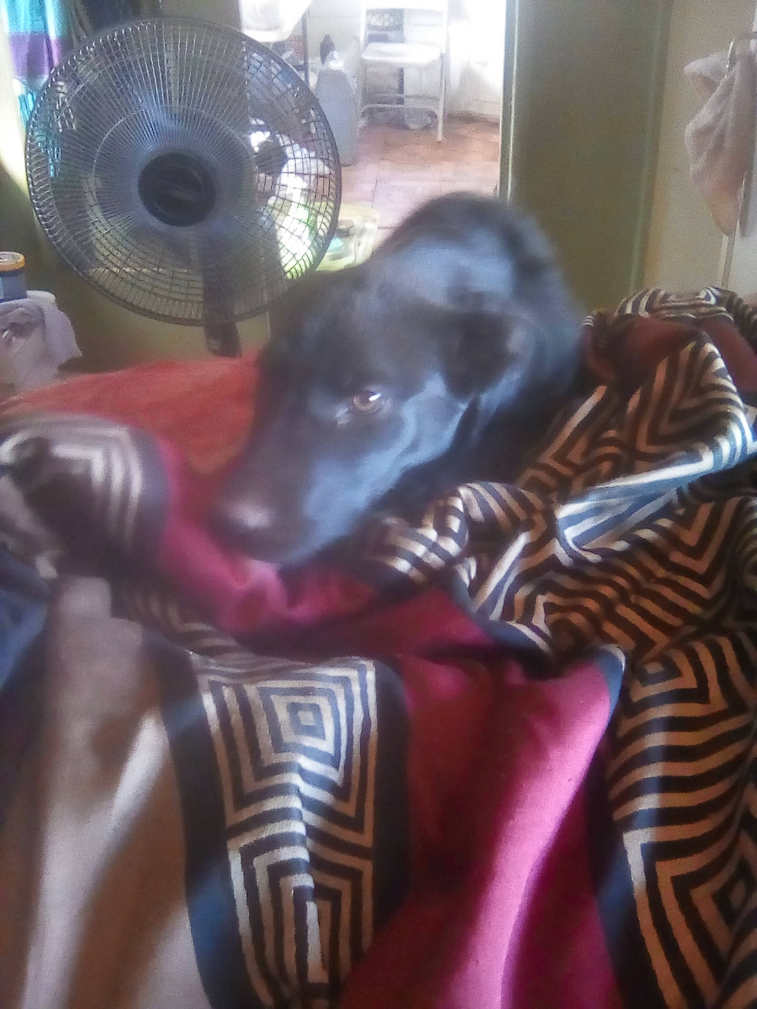 Trinty joined the competition — help win amazing prizes! canidae, carmine, carnivore, chair, comfort, companion_dog, dog, dog_breed, fur, guard_dog, home_appliance, human_leg, linens, magenta, mechanical_fan, purple, room, sporting_group, thigh, working_animal