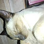 Frost joined the competition — help win amazing prizes! cat, siamese_cat, sleeping, close_up, pet, animal, fur, whiskers, ear, nose, cozy, resting, indoor, soft, cute, domestic_animal, mammal, face, relaxation, peaceful