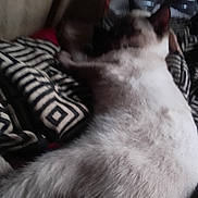 Frost is registered to the contest to win money with this photo: cat, animal, lying_down, furry, indoor, blanket, patterned, resting, pet, fur, sleeping, cozy, feline, soft, domestic, relaxed, closeup, comfort, home, blurred