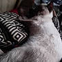 cat, animal, lying_down, furry, indoor, blanket, patterned, resting, pet, fur, sleeping, cozy, feline, soft, domestic, relaxed, closeup, comfort, home, blurred