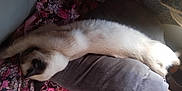 Frost is registered to the contest to win money with this photo: cat, siamese, sleeping, cushion, blanket, floral_pattern, indoor, resting, fur, pet, cozy, light, sunlight, wooden_surface, relaxed, animal, home, cute, long_body, nap