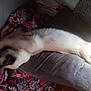 cat, siamese, sleeping, cushion, blanket, floral_pattern, indoor, resting, fur, pet, cozy, light, sunlight, wooden_surface, relaxed, animal, home, cute, long_body, nap