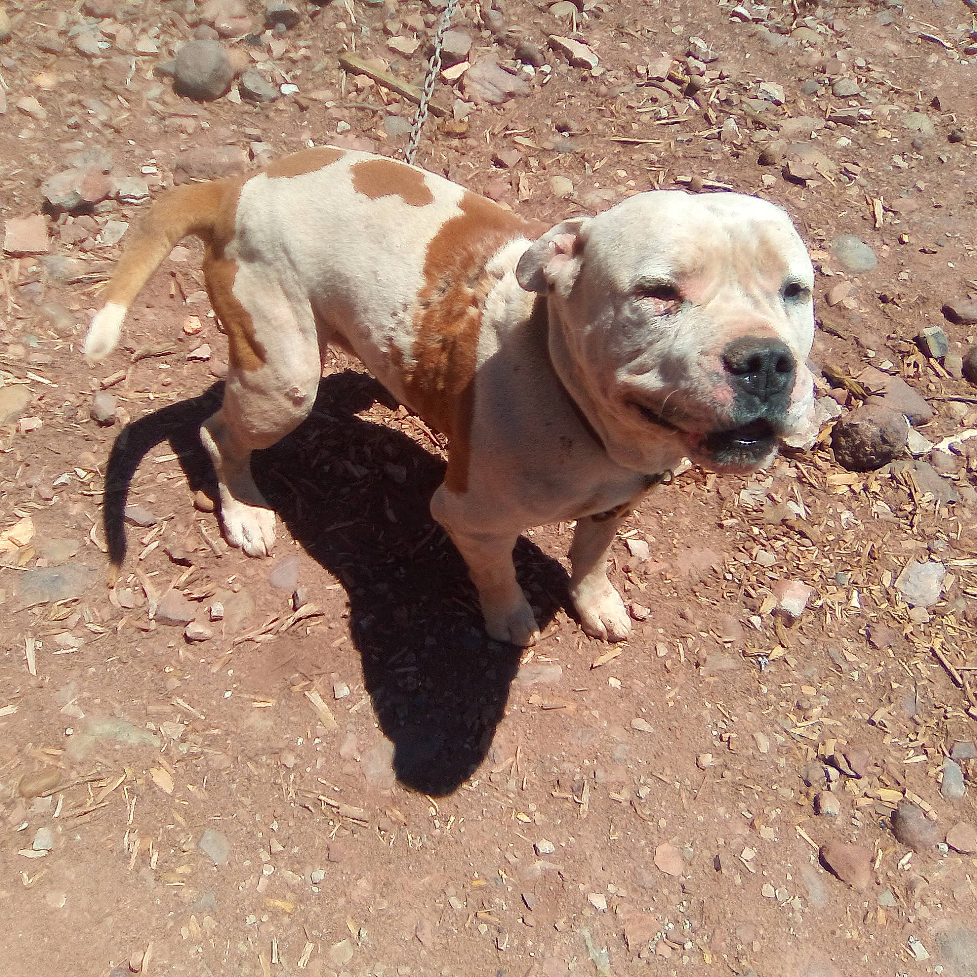 Jojo joined the competition — help win amazing prizes! adventure, canidae, carnivore, collar, companion_dog, dog, dog_breed, dog_collar, dog_supply, fawn, leash, paw, pet_supply, puppy, snout, soil, sporting_group, tail, terrestrial_animal, working_animal