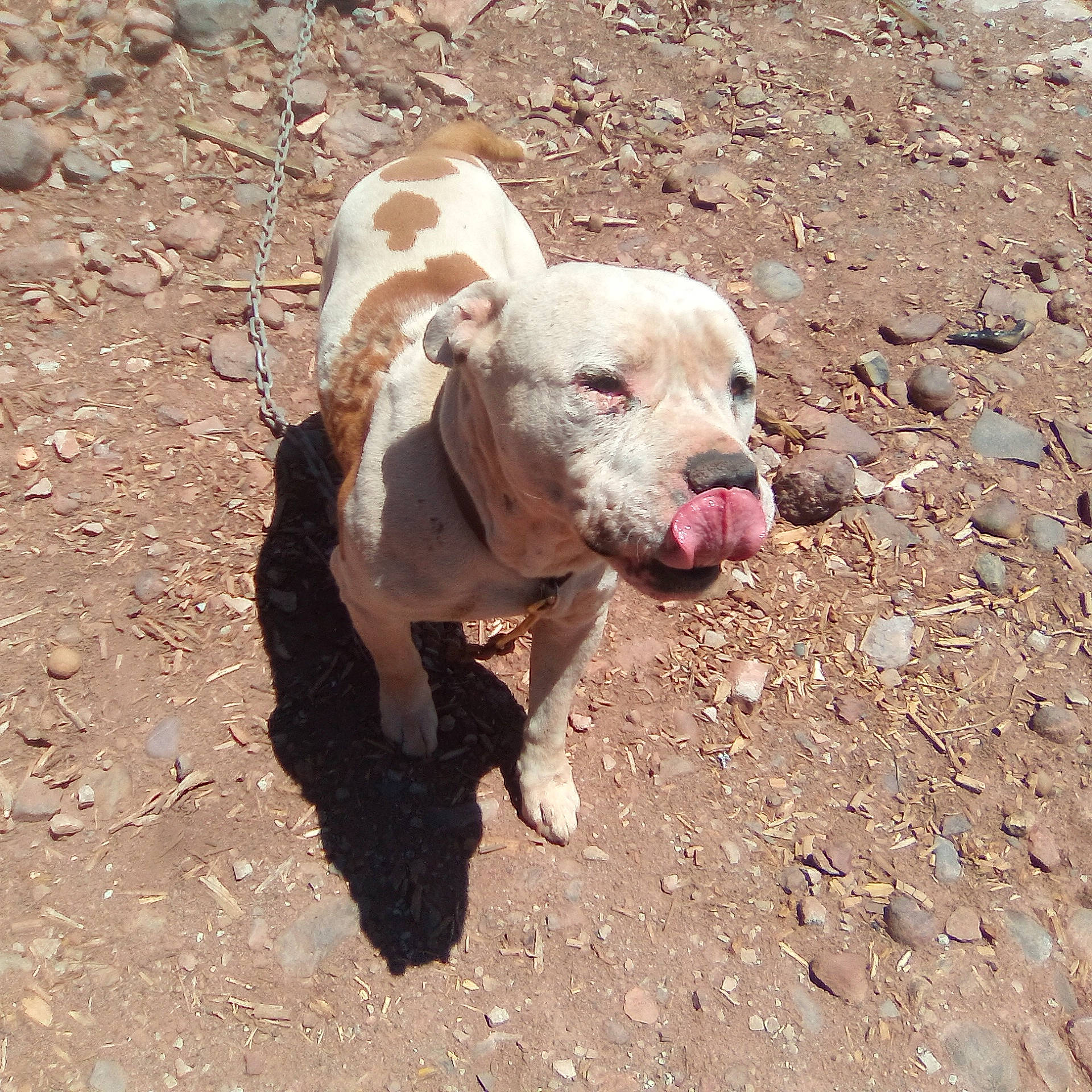 Jojo is registered to the contest to win money with this photo: adventure, canidae, carnivore, collar, companion_dog, dog, dog_breed, dog_collar, dog_supply, fawn, hunting_dog, leash, non_sporting_group, paw, sand, snout, soil, sporting_group, terrestrial_animal, working_animal