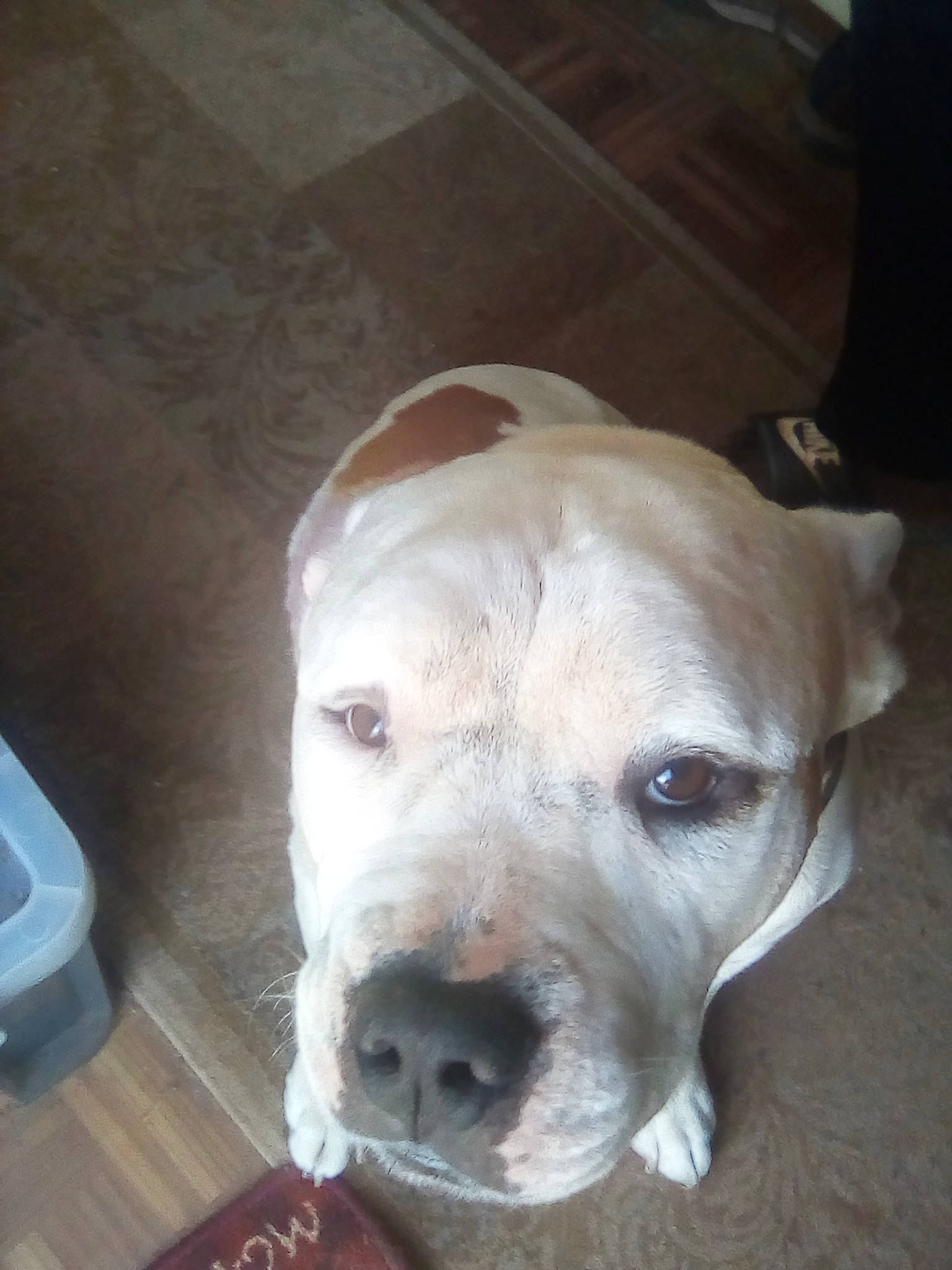 Jojo joined the competition — help win amazing prizes! canidae, carnivore, collar, companion_dog, dog, dog_breed, dogo_guatemalteco, fawn, flooring, fur, hardwood, jaw, pet_supply, plastic, snout, sporting_group, terrestrial_animal, whiskers, wood, working_animal