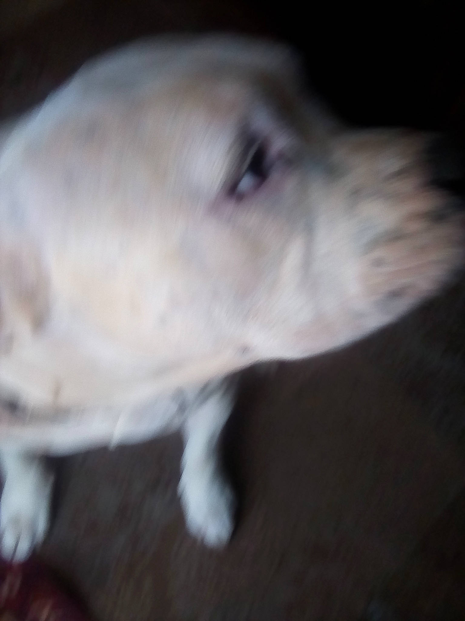 Jojo joined the competition — help win amazing prizes! canidae, carnivore, companion_dog, dog, dog_breed, ear, fur, jaw, non_sporting_group, snout, sporting_group, terrestrial_animal, whiskers, working_animal