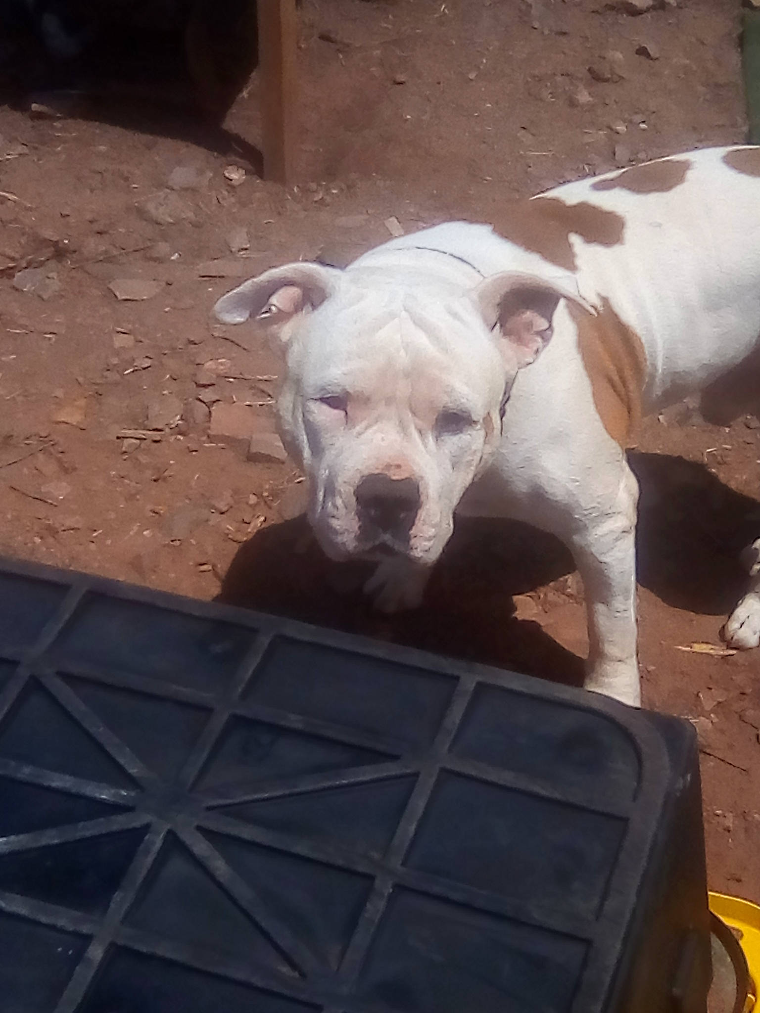 Jojo is registered to the contest to win money with this photo: carnivore, comfort, companion_dog, dog, dog_breed, dogo_guatemalteco, fawn, flooring, metal, non_sporting_group, paw, puppy, shadow, sporting_group, tail, terrestrial_animal, toy_dog, working_animal, wrinkle