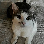 Maya joined the competition — help win amazing prizes! cat, pet, animal, feline, whiskers, ears, eyes, nose, fur, bed, quilt, texture, indoor, resting, cute, curious, front_paws, closeup, domestic_animal, looking