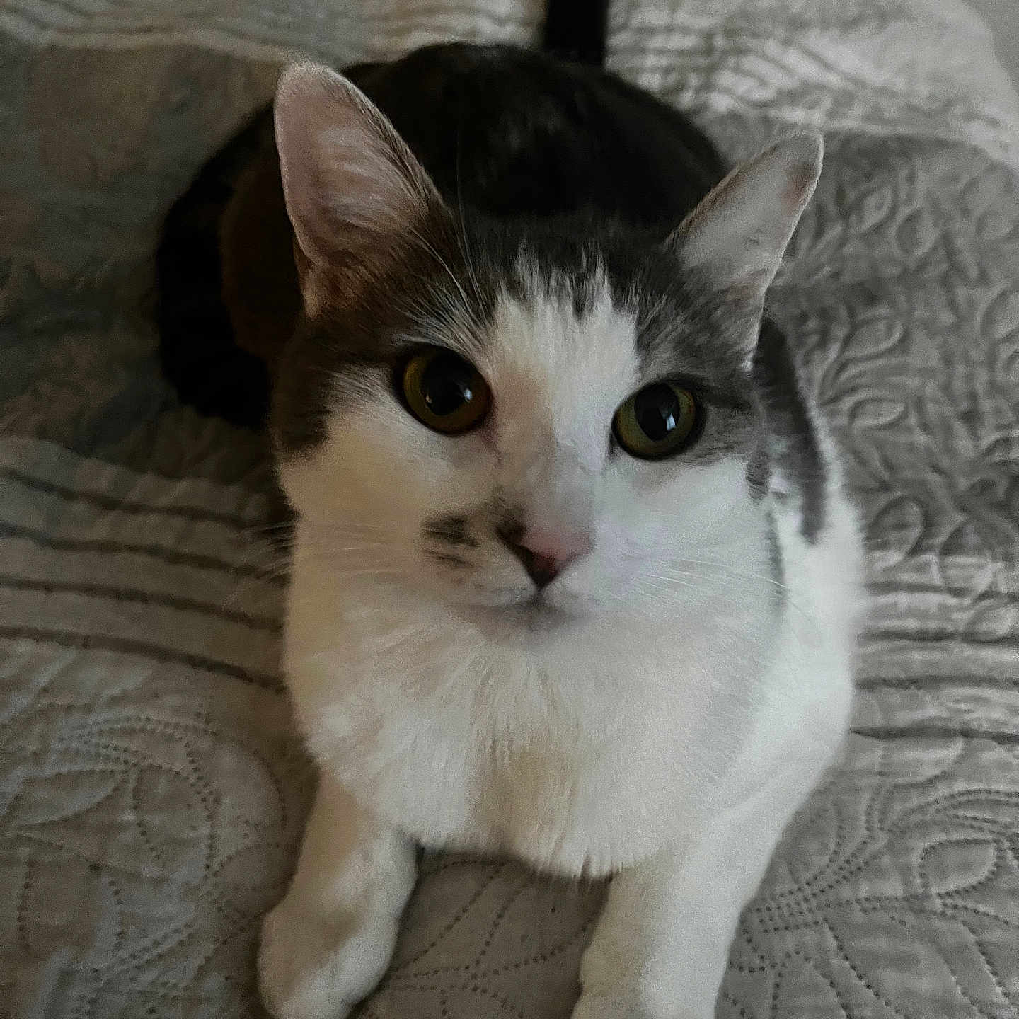 Maya joined the competition — help win amazing prizes! cat, pet, animal, feline, whiskers, ears, eyes, nose, fur, bed, quilt, texture, indoor, resting, cute, curious, front_paws, closeup, domestic_animal, looking