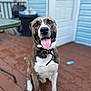 dog, happy, tongue_out, brindle_coat, white_paws, collar, sitting, wooden_deck, wet_surface, blue_wall, white_door, outdoor, pet, animal, canine, smiling, close_up, portrait, domestic, friendly