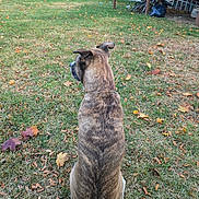 Kobe is registered to the contest to win money with this photo: animal, autumn_leaves, backyard, bicycle, brindle_coat, calm, daylight, dog, fall, fence, grass, leaves, looking_away, nature, outdoor, pet, quiet, sitting, wooden_deck, yard