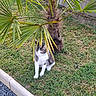 animal, cat, curious, daylight, fur, garden, grass, gray, greenery, ground, leaves, nature, outdoor, palm_tree, pet, plants, shade, sitting, tree, white