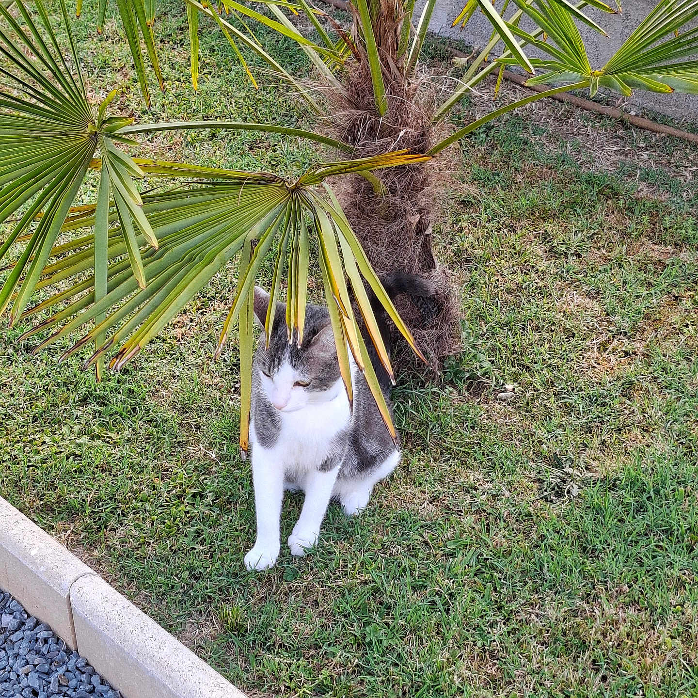 Aïko
