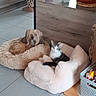 dog, cat, pet, animal, shaggy_dog, white_cat, black_and_white, lying_down, pet_bed, cozy, indoor, home, floor, tile_floor, wooden_furniture, basket, toys, cushion, relaxed, portrait