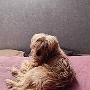 Tchang participe au concours pour gagner de l'argent avec cette photo : animal, bed, blanket, cozy, curly_fur, cute, dog, domestic_animal, fur, gray_wall, home, indoor, long_hair, looking_back, pet, pink, relaxed, resting, small_dog, window