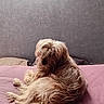animal, bed, blanket, cozy, curly_fur, cute, dog, domestic_animal, fur, gray_wall, home, indoor, long_hair, looking_back, pet, pink, relaxed, resting, small_dog, window