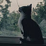 Mochi joined the competition — help win amazing prizes! cat, tuxedo_cat, silhouette, window, windowsill, screen, outdoor, tree, nature, pet, animal, indoor, curious, sitting, profile, evening, calm, blurred_background, quiet, shadow
