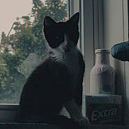 Mochi is registered to the contest to win money with this photo: cat, silhouette, window, windowsill, bottle, gum_pack, tree, outdoor, indoor, pet, black_and_white, shadow, nature, still_life, quiet, household, mood, feline, animal, daylight