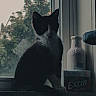 cat, silhouette, window, windowsill, bottle, gum_pack, tree, outdoor, indoor, pet, black_and_white, shadow, nature, still_life, quiet, household, mood, feline, animal, daylight