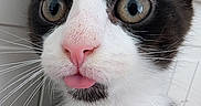 Mochi is registered to the contest to win money with this photo: cat, tuxedo_cat, close_up, black_and_white, whiskers, pink_nose, tongue_out, curious_eyes, pet, animal, feline, indoor, cute, portrait, young_cat, fur, ears, playful, adorable, expression