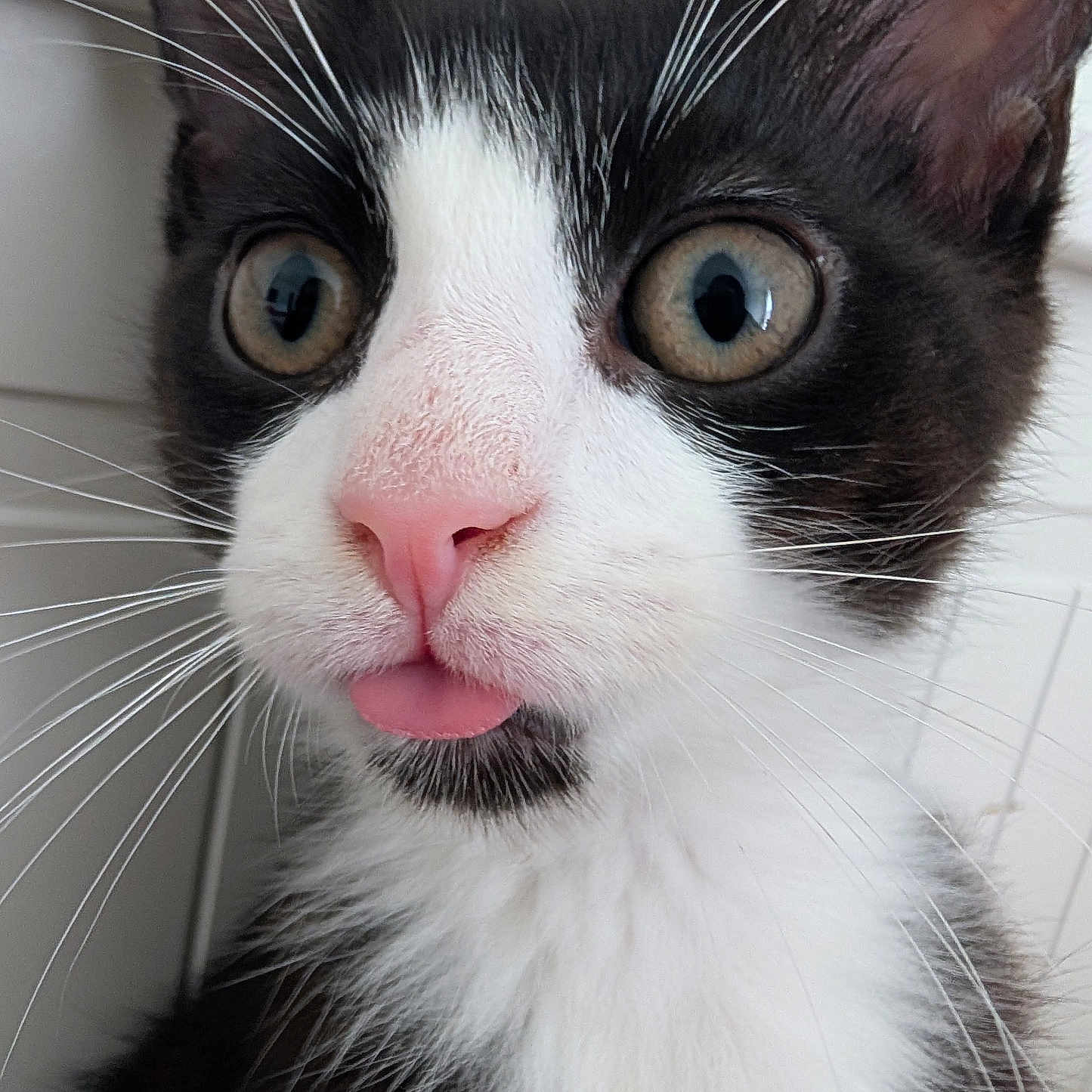 Mochi is registered to the contest to win money with this photo: cat, tuxedo_cat, close_up, black_and_white, whiskers, pink_nose, tongue_out, curious_eyes, pet, animal, feline, indoor, cute, portrait, young_cat, fur, ears, playful, adorable, expression