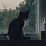 Mochi joined the competition — help win amazing prizes! cat, silhouette, window, windowsill, mesh_screen, outdoor, nature, tree, shadow, pet, animal, indoor, quiet, calm, evening, feline, black_and_white, contrast, still_life, peaceful